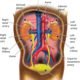 Renal kidneys
