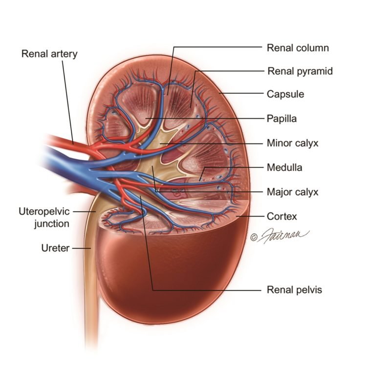 renal ultrasound