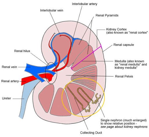 Ultrasound Diagnosis of Renal Column Hypertrophy