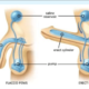 Penile Doppler Ultrasound for Erectile Dysfunction