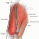 The Ultrasound-Guided Adductor Canal Block